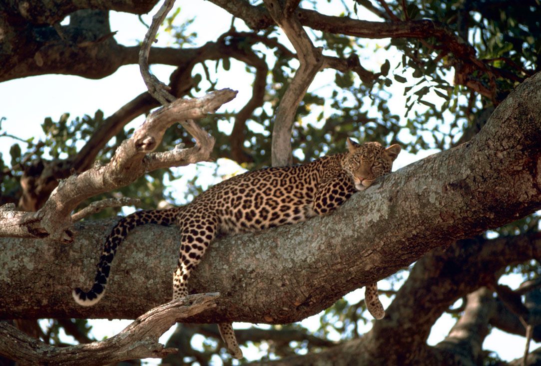 Los leopardos suben a sus presas a los árboles para que no se las arrebaten / Foto: Wikimedia