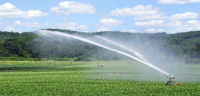 La mayor parte de los recursos hídricos en el mundo se dedican a la agricultura y ganadería / Foto: Bronwyn