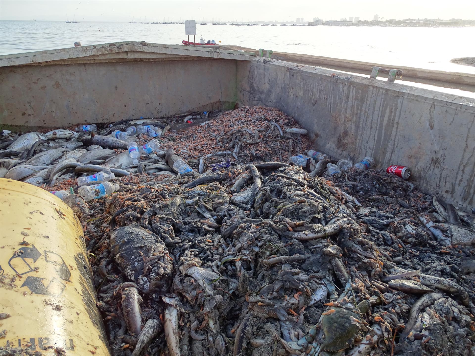 Animales muertos recogidos en las playas de San Pedro del Pinatar el 13 de octubre de 2019 / Foto: Asociación de Naturalistas del Sureste