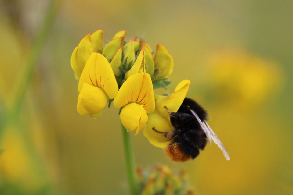 Abejorro libando en una flor / Foto: Bram de Nijs