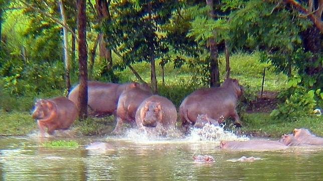 Los animales africanos se han convertido en la mayor especie invasora del mundo / Foto: Webconserva