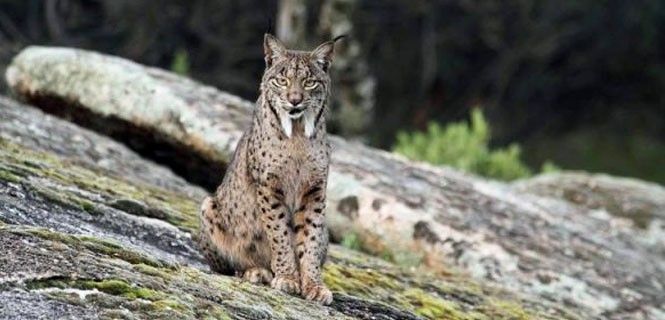 Un ejemplar de 'Lynx pardinus' / Foto: Manuel Moral Castro - Life+ Iberlince