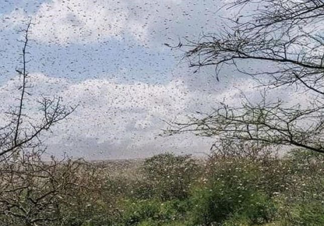 Las langostas cubren el cielo en las sabanas de Kenia / Foto: World Vision