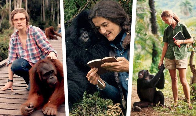 De izquierda a derecha, Galdikas, Fossey y Goodall / Foto: SINC