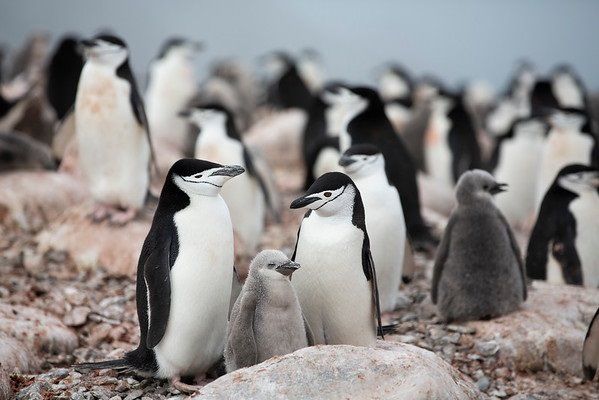 Colonia de pingüinos barbijo en la Low Island / Foto: Abbie Trayler Smith - Greenpeace