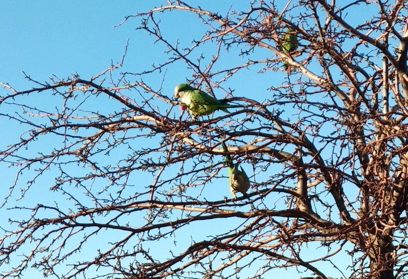 Cotorras en las ramas de un árbol en Getafe (Madrid) / Foto: EP