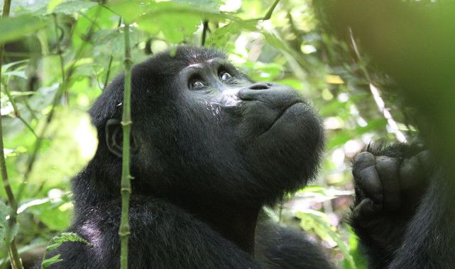 Los gorilas son muy sensibles a los patógenos humanos, especialmente los que causan problemas respiratorios / Foto: Nancy J. Stevens