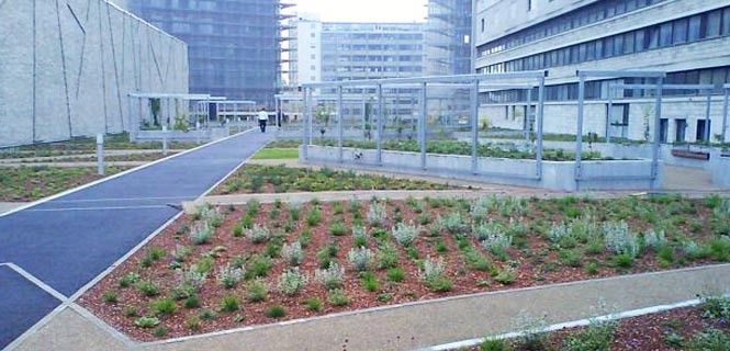 Una terraza elevada cubierta de plantas en Copenhague / Foto: Livingroofs