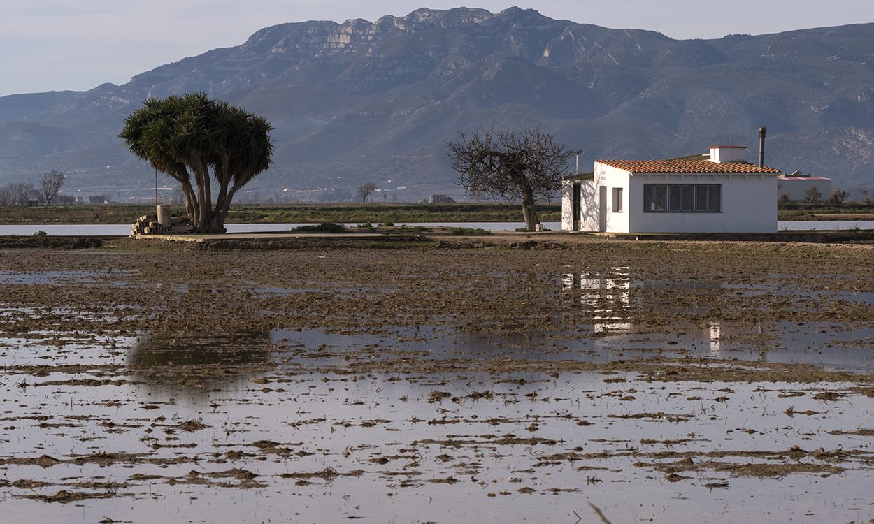 Arrozales todavía inundados a varios kilómetros del mar cuatro días después de la tempestad. En esta época del año deberían estar secos / Foto: Josep Cano