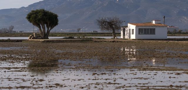 Arrozales todavía inundados a varios kilómetros del mar cuatro días después de la tempestad. En esta época del año deberían estar secos / Foto: Josep Cano