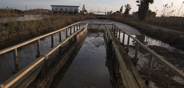 Canal de desagüe de los arrozales obstruido por la arena en las proximidades de la playa de la Marquesa / Foto: Josep Cano