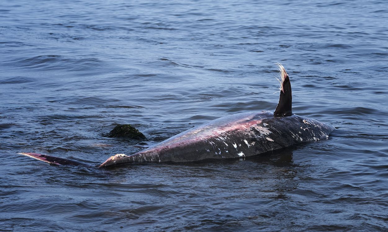 Uno de los grandes atunes de la piscifactoría Balfegó en L'Ametlla de Mar yace muerto en la playa de la Marquesa / Foto: Josep Cano