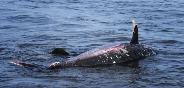 Uno de los grandes atunes de la piscifactoría Balfegó en L'Ametlla de Mar yace muerto en la playa de la Marquesa / Foto: Josep Cano