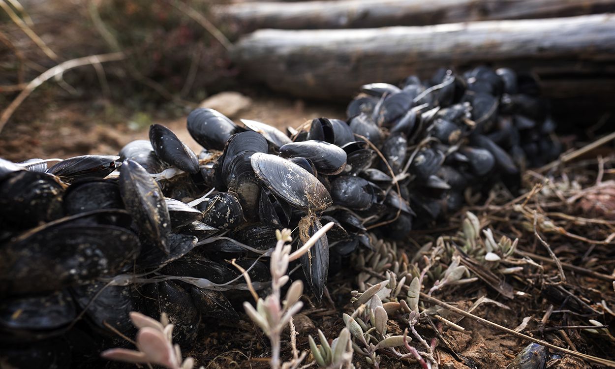 Ristras de mejillones de la bahía del Fangar lanzados decenas de metros tierra adentro por la fuerza del oleaje / Foto: Josep Cano