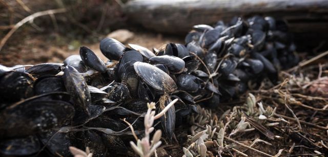 Ristras de mejillones de la bahía del Fangar lanzados decenas de metros tierra adentro por la fuerza del oleaje / Foto: Josep Cano