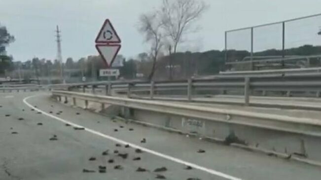Los restos de las aves, diseminados sobre el asfalto de la carretera C-31b / Foto: Gepec