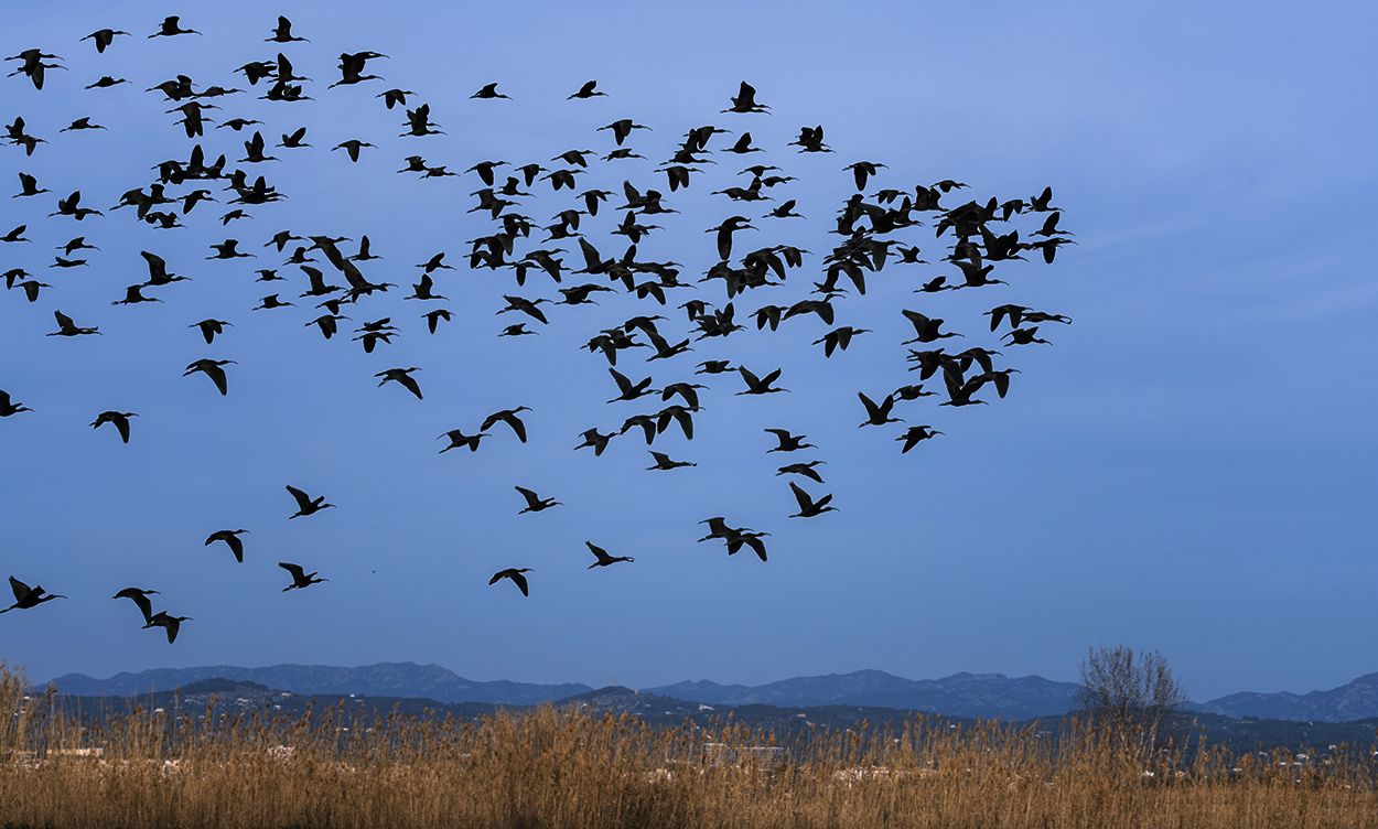 Bandada de moritos, la única especie de ibis que vive en España, sobrevolando el Delta / Foto: Josep Cano