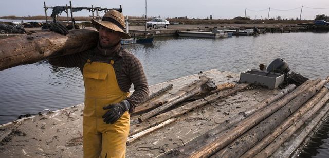 Trabajadores de una mejillonera destruída descargando postes recuperados de las aguas en el Port d'Illa de Mar / Foto: Josep Cano