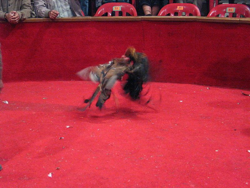 Las peleas de gallos están muy extendidas en algunos países suramericanos / Foto: Wikipedia
