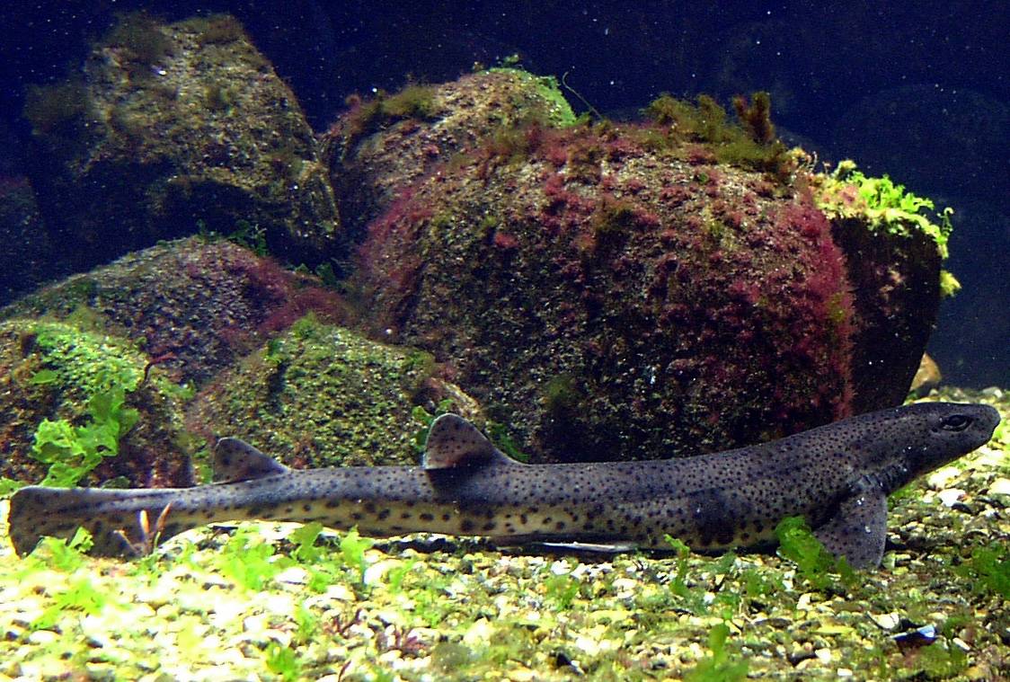 La pintarroja es uno de los pequeños tiburones que se han adaptado bien a la presión humana / Foto: Thomas Ernst