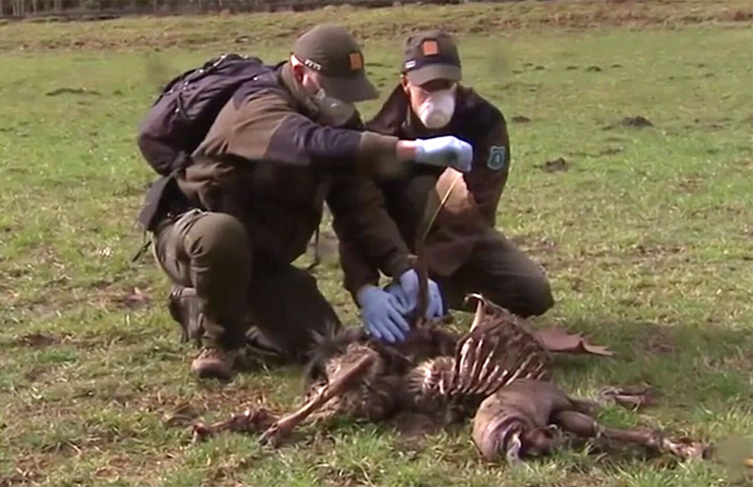 Los agentes rurales inspeccionan uno de los animales abatidos / Foto: TV3