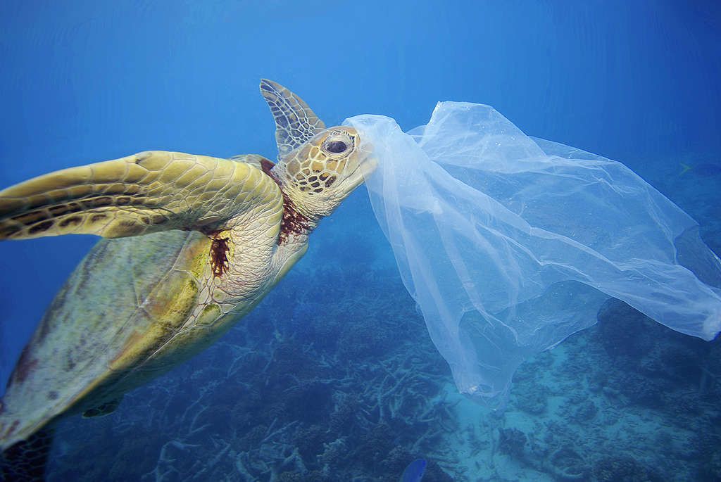 Tortuga apresando una bolsa confundida con alimento / Foto: Greenpeace