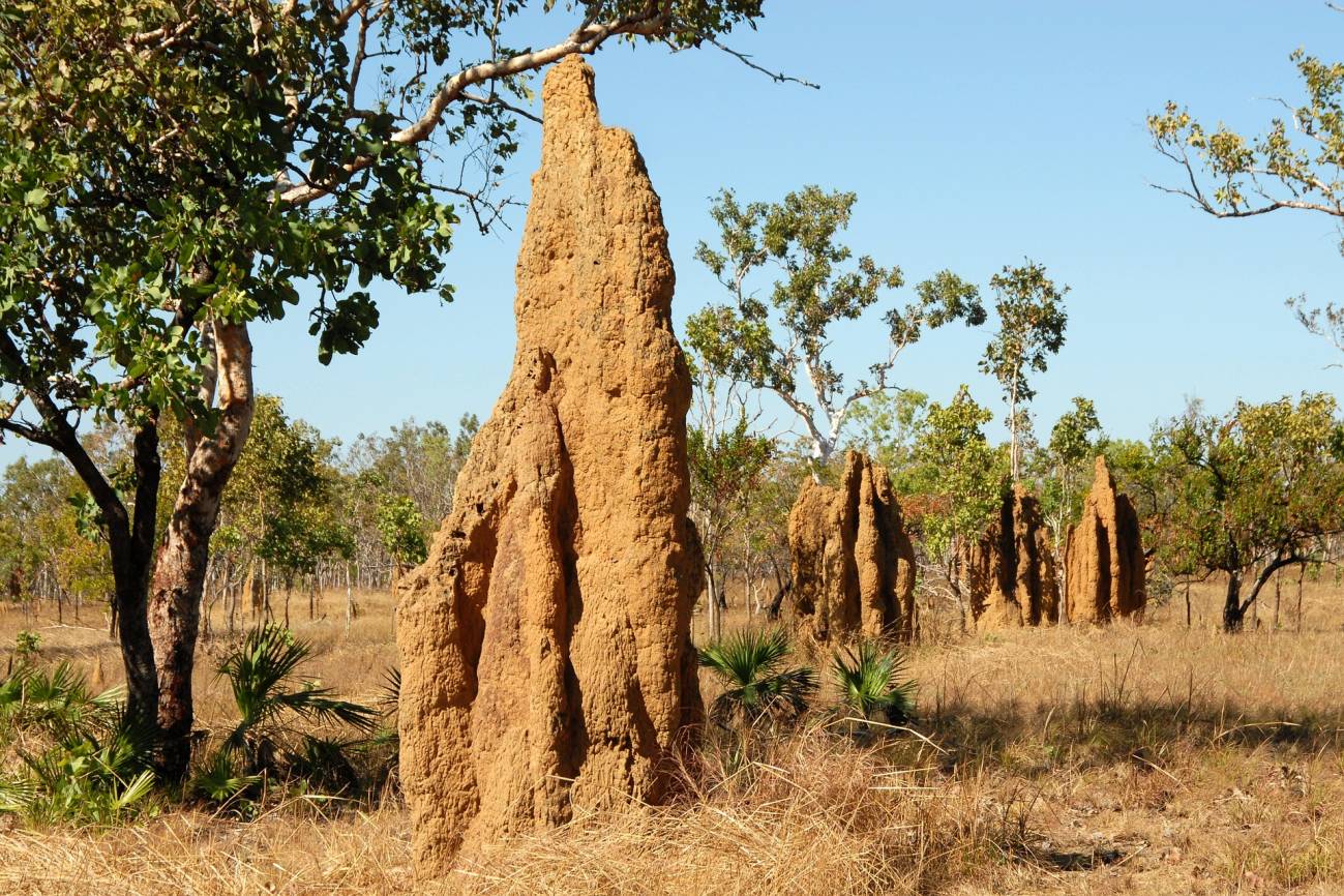 La hierba cerca de los termiteros es más nutritiva y atrae a animales que limpian la zona / Foto: Pixabay