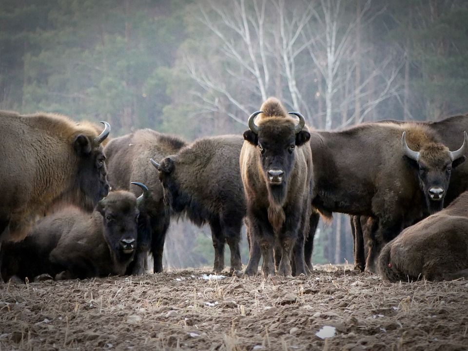 Grupo de bisontes europeos en el este de Polonia / Foto: And Kulak