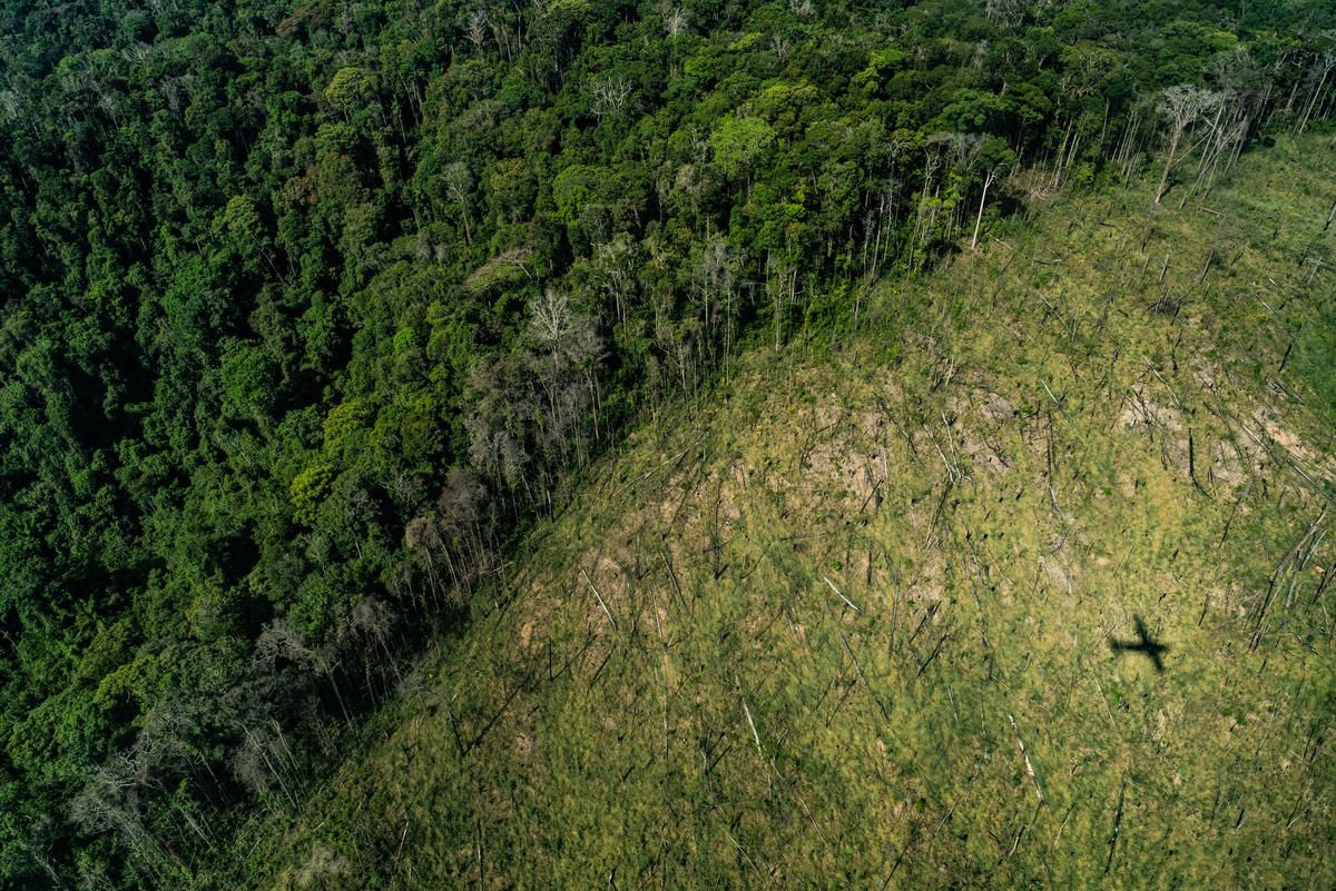 La tala selectiva es aun más peligrosa que la destrucción total de los bosques / Foto: Greenpeace
