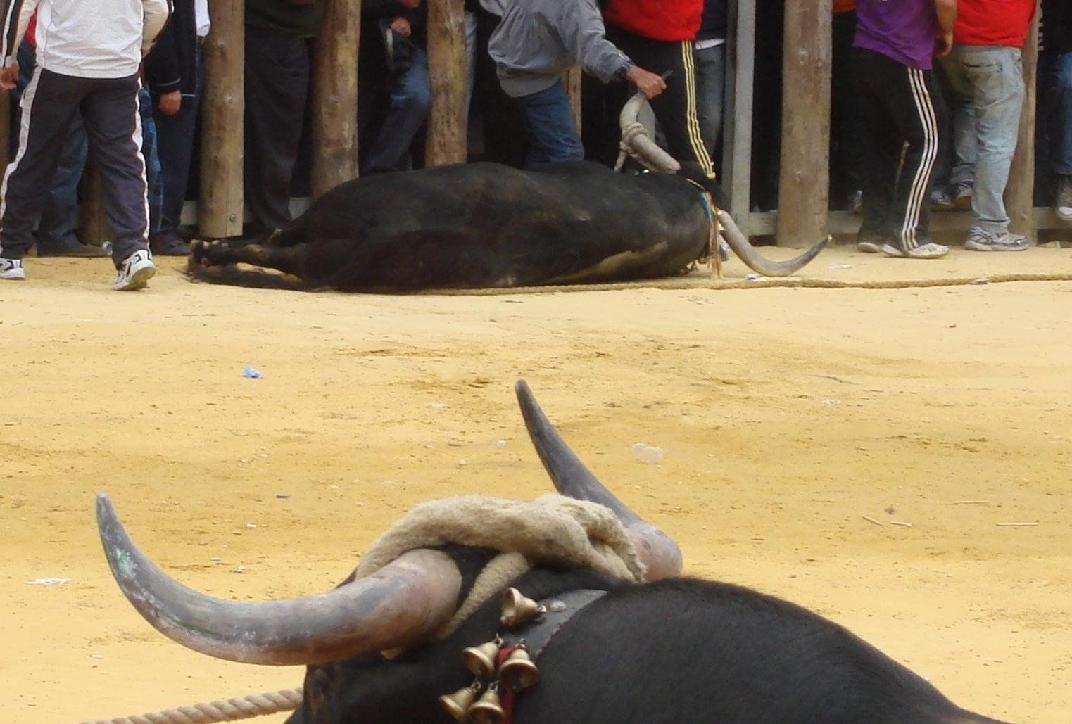 Imagen de esta actividad en la que los toros son maltratados / Foto: ASANDA - EP