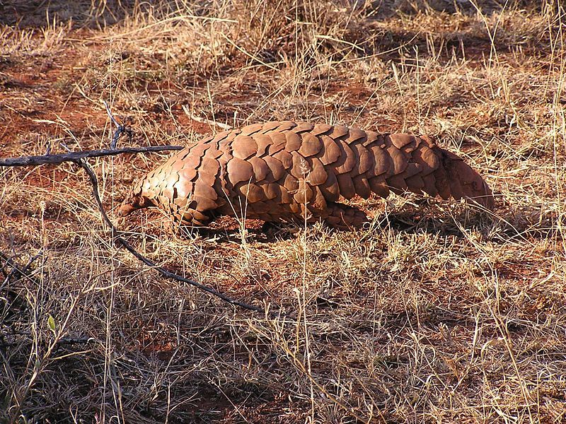 Ejemplar de pangolín africano fotografiado en Sudáfrica / Foto: Wikipedia