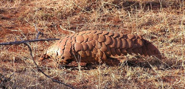 Ejemplar de pangolín africano fotografiado en Sudáfrica / Foto: Wikipedia