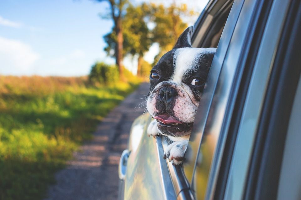 Perro asomando por la ventanilla de un coche / Foto: Pexels