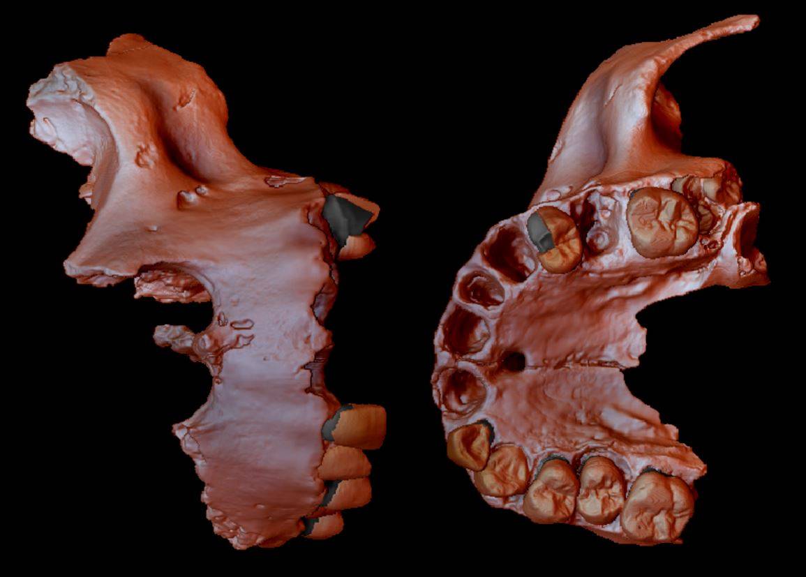 Reconstrucción digital del especímen ATD6 69 de la colección de 'Homo antecessor? / Foto: Laura Martín Francés