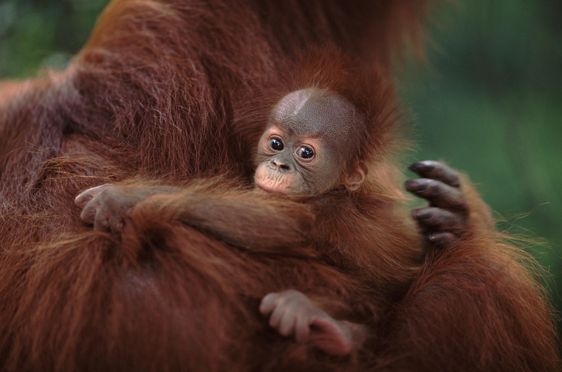 Una cría de orangután sobre un ejemplar adulto / Foto: Archivo - WWF