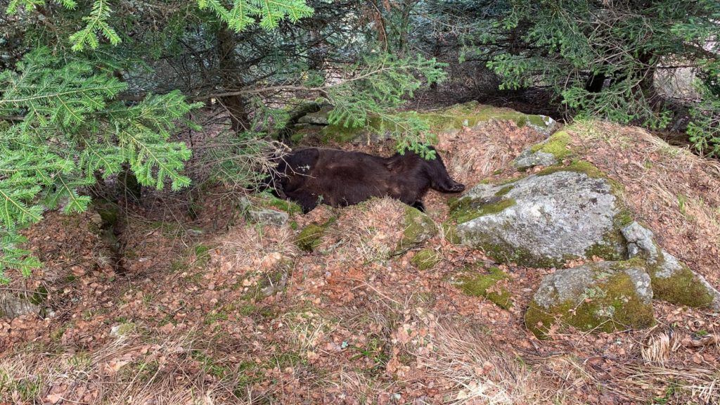 Los restos del oso pardo en el lugar donde fueron hallados / Foto: Conselh Generau d'Aran