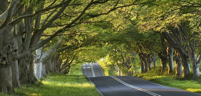 Avenida de hayas en Kingston Lacy, Dorset, Reino Unido / David Crosbie