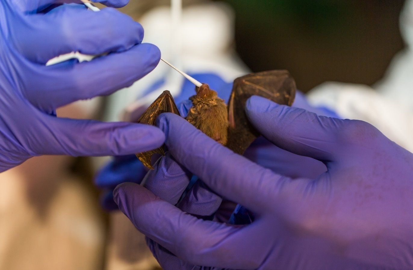 Toma de muestras en un murciélago 'Roshan Patel', Smithsonian's National Zoo / Foto: EP