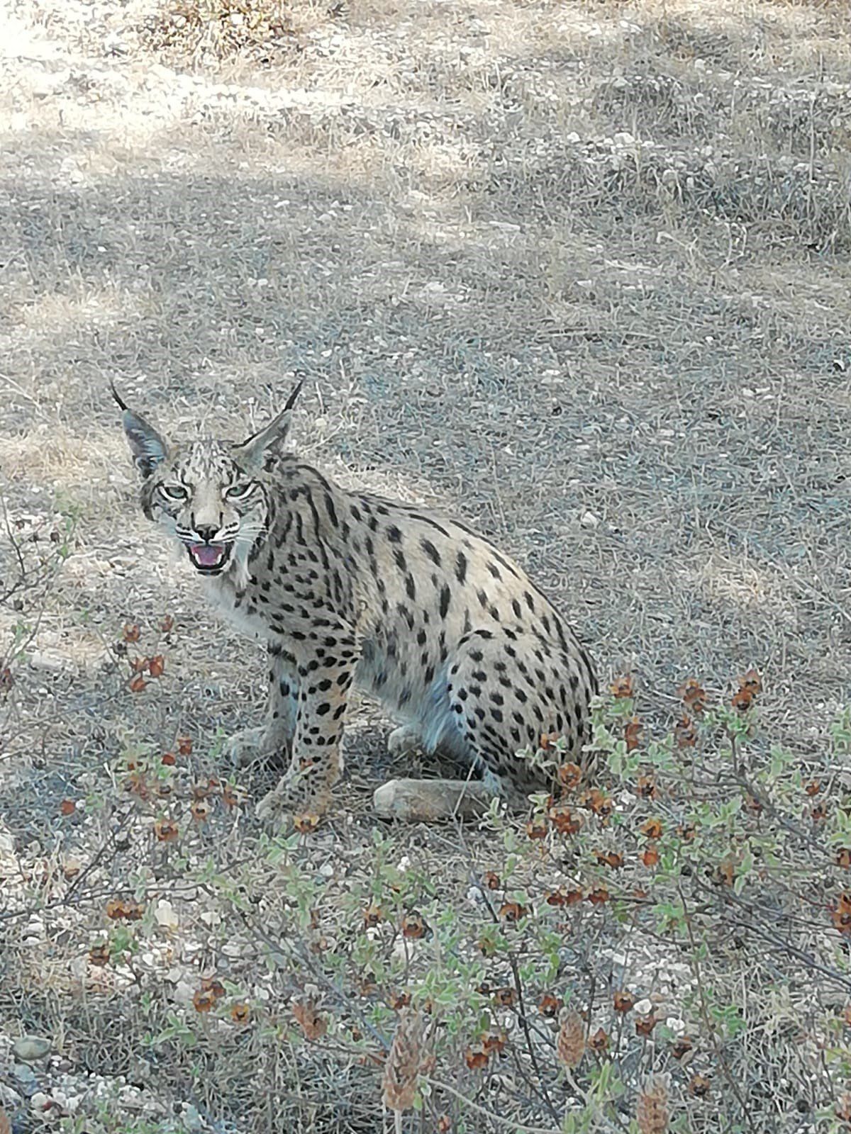 El lince ibérico es el felino más amenazado del mundo / Foto: Seprona Guardia Civil