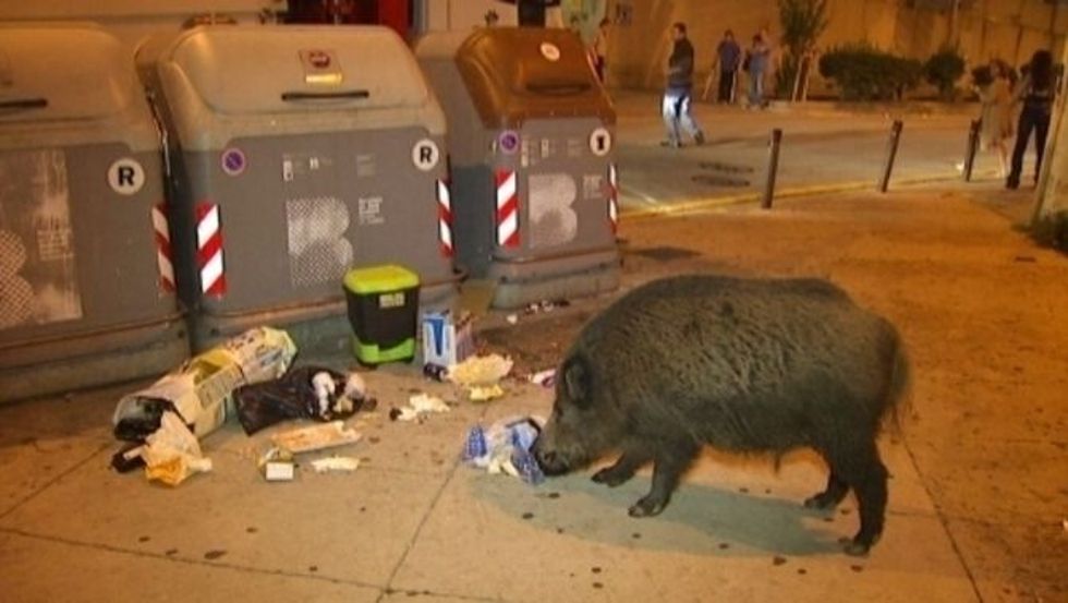 Jabalí hurgando entre los desperdicios en una calle barcelonesa antes del confinamiento / Foto: TV3
