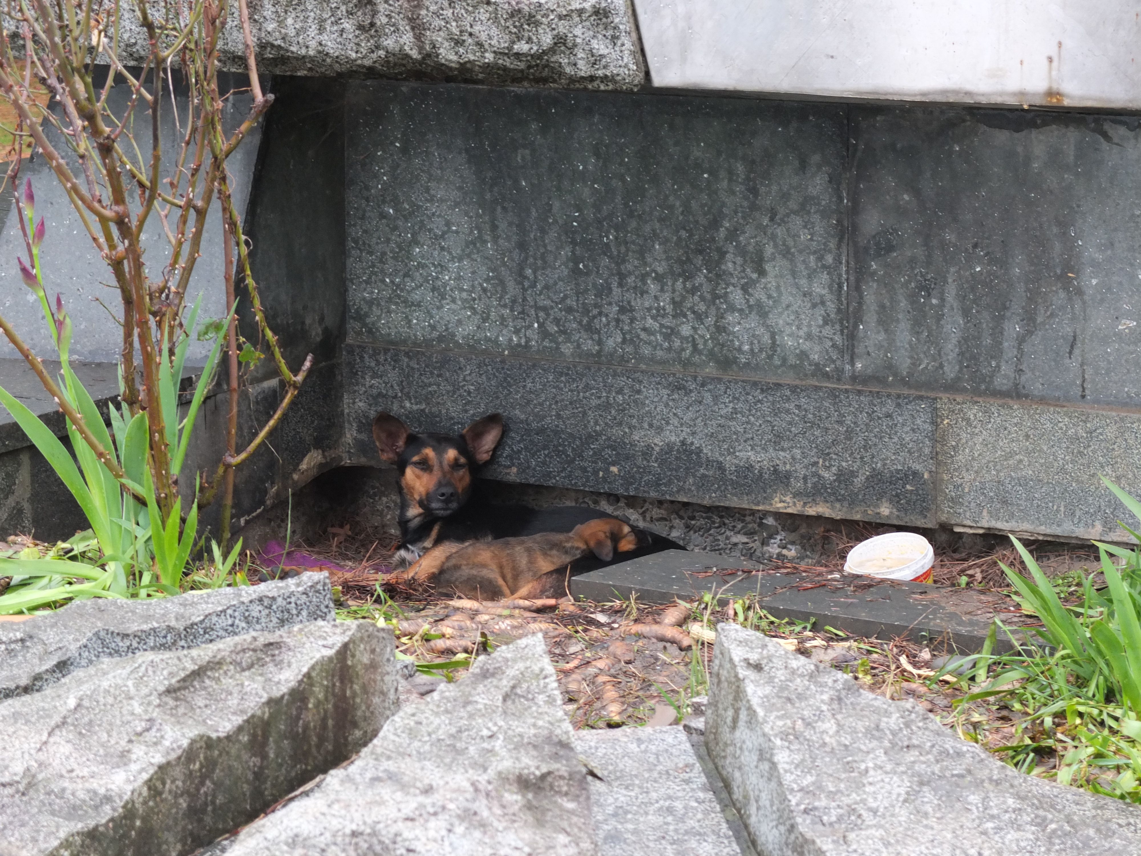 Millones de perros abandonados que malviven en las calles de todo el mundo suponen un problema de salubridad / Foto: JMP
