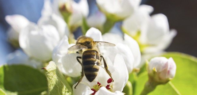 Una abeja recoge el polen de las flores blancas de un peral / Foto: Mila Nadzic
