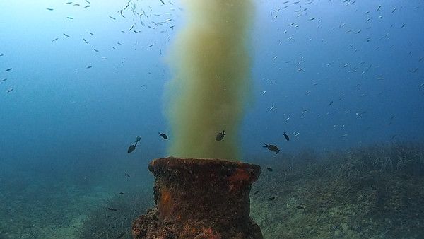 Los microplásticos que contienen las aguas residuales dañan a la fauna marina / Foto: Greenpeace