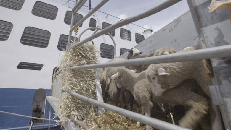Corderos vivos embarcando en un buque / Foto: Igualdad Animal