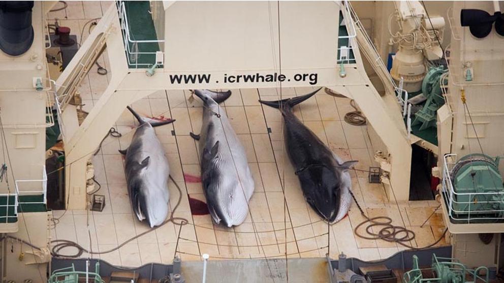 Tres ejemplares capturados sobre la cubierta de un barco ballenero / Foto: Sea Shepherd