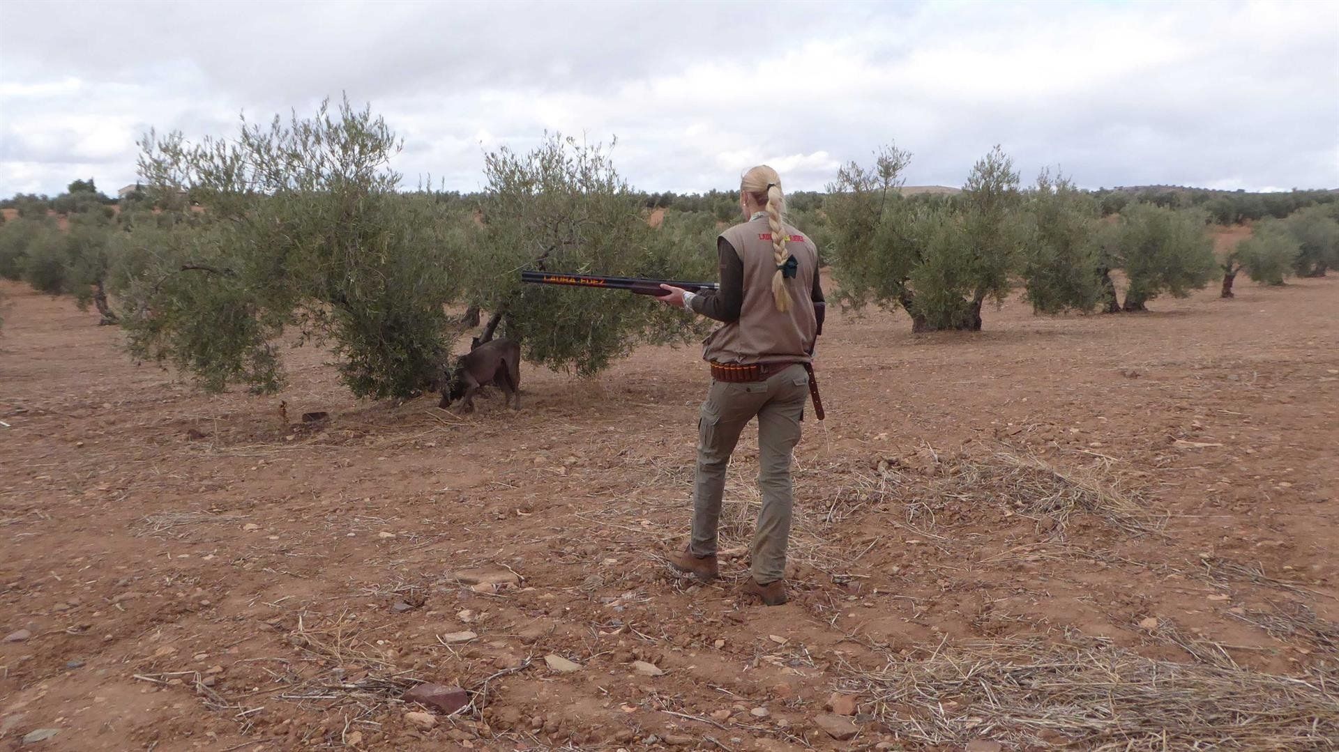 Una cazadora buscando su presa en un olivar / Foto: Federación Española de Caza