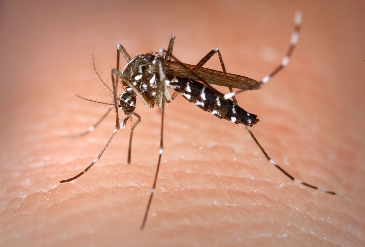 Mosquito tigre picando a una persona / Foto: James Gathany CDC - Archivo EP