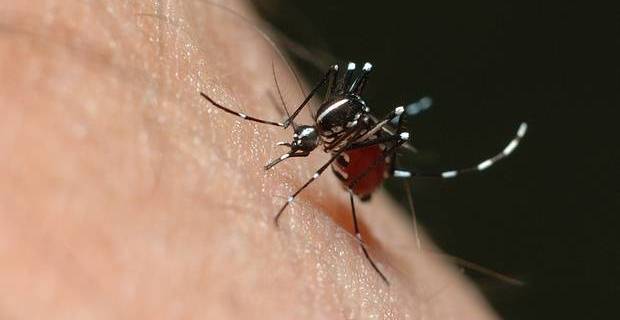 Un mosquito 'Aedes aegypti' picando a una persona. Mosquitos estériles contra el dengue / Foto: Ew Chee Guan