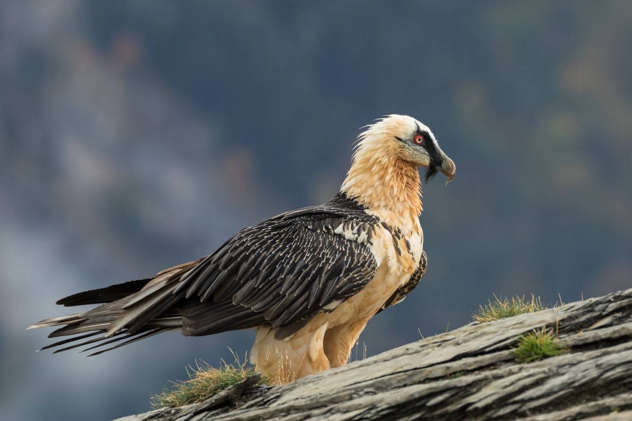 El quebrantahuesos es una de las aves más amenazadas del continente  Foto Pilar Oliva Vidal