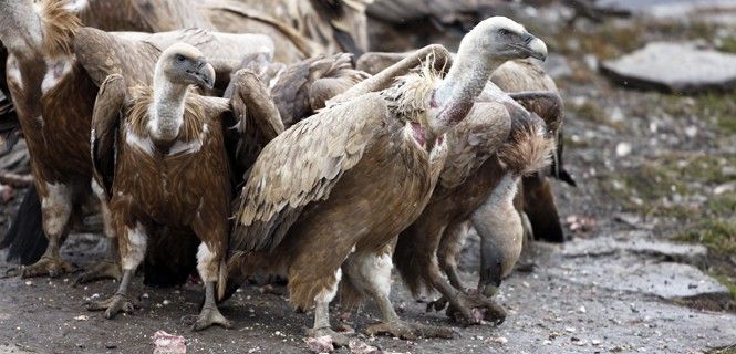 Buitres leonados ('Gyps fulvus') sobre una roca en España / Foto: Mike Lane